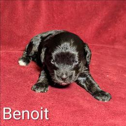 Benoit - Black and white male Cockapoo puppy in Sunset, Louisiana from Cano Cockapoos