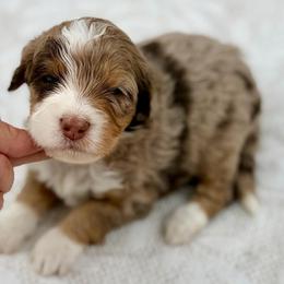 Yellow collar girl - Chocolate merle female Bernedoodle puppy in Colorado Springs, Colorado from Mercy Mountain Bernedoodles