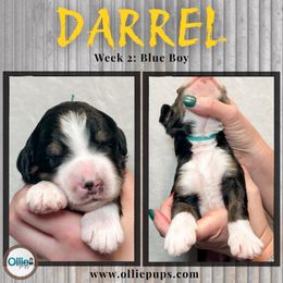Darrel - Tri-color male Bernedoodle puppy in Boiling Springs, South Carolina from OlliePups, LLC