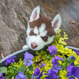 Siberian Husky Puppies from 3 Rivers Siberians(Richard's)