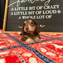 Ollie - Chocolate and cream male Dachshund puppy in Stilwell, Oklahoma from B & K Dachshunds