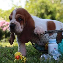 Larry - Mahogany and white male Basset Hound puppy in Pollock, Missouri from Northstar