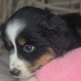 Lily - Black tri female Miniature Australian Shepherd puppy in Lincoln, California from Elegant Aussies