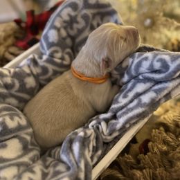 Orange Collar - Light golden male Golden Retriever puppy in Stedman, North Carolina from Wise-Taylor Goldens