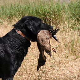 Diesel - Labrador Retriever