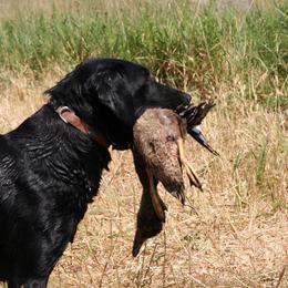 Diesel - Labrador Retriever