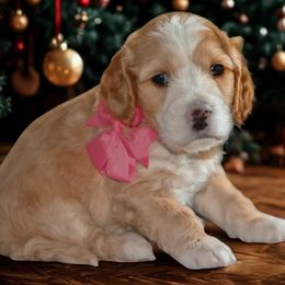 Pink  - Caramel female - Caramel female Australian Labradoodle puppy in Milton, North Carolina from Good Day Doodles