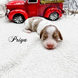 Priya - Dapple female Dachshund puppy in Prairieville, Louisiana from Southern Barron Danes & Dachshunds