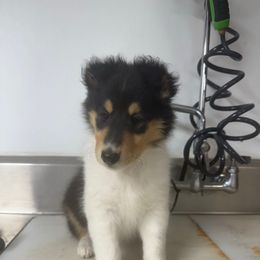 Girl 1 - Black white and tan female Collie puppy in Michigan from 7P Collies