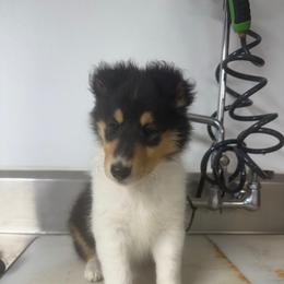 Girl 1 - Black white and tan female Collie puppy in Michigan from 7P Collies