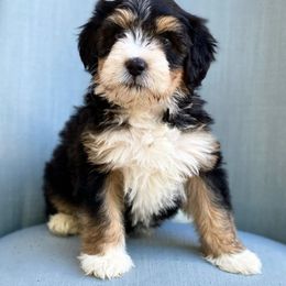 Aussiedoodle and Bernedoodle Puppies from Arizona Bernedoodles