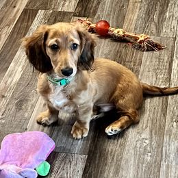 Rowan - Dachshund