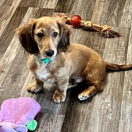 Rowan - Dachshund