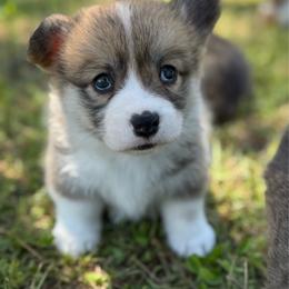 Carys - Red female Pembroke Welsh Corgi puppy in Inola, Oklahoma from Pine Lane Pembrokes