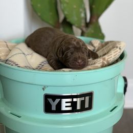 Labrador Retriever Puppies from Savannah Bluff Retrievers