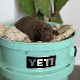 Labrador Retriever Puppies from Savannah Bluff Retrievers