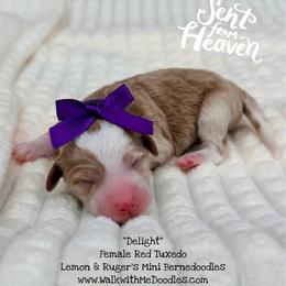 Delight - Red female Bernedoodle puppy in Orange, Texas from Walk with Me Doodles