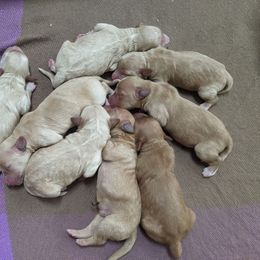 Goldendoodle Puppies from Rocks & Roses Doodles