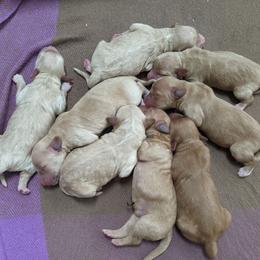 Goldendoodle Puppies from Rocks & Roses Doodles