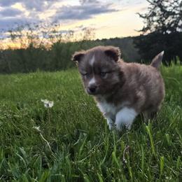 Bloom - Brown and white Siberian Husky puppy in Michigan from Gray Run Siberian Huskies
