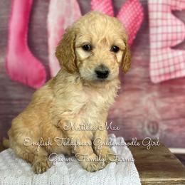 Matilda Mae English Teddybear - Apricot female Goldendoodle puppy in Grove, Oklahoma from Guinn Family Farms