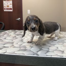 Blue piebald - Black and tan female Dachshund puppy in Mount Vernon, Ohio from Double A Dachshunds