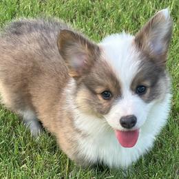 Benz - Blue male Pembroke Welsh Corgi puppy in Cashion, Oklahoma from Shabby Chic Corgis