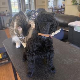 Otto - Black male Poodle puppy in Fuquay Varina, North Carolina from Laminin Poodles