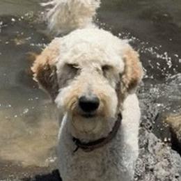 Goldendoodles and Yorkshire Terriers from Tselani Doodles