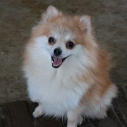 Lola - Pomeranian