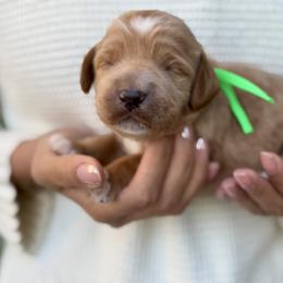 Iquitos - Caramel red male Australian Labradoodle puppy in Morgan Hill, California from Loving Labradoodle