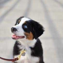 Australian Shepherd Puppies from FireHart Aussies