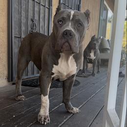 American Bully Puppies from M&M XL Bully Kennel