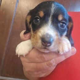 Frank - Black and tan male Dachshund puppy in Bigfork, Minnesota from Long Ears and Long Dogs Ranch