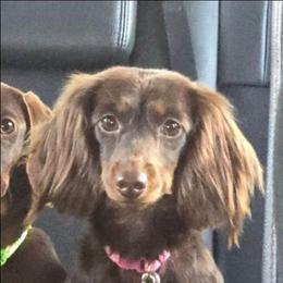 Noel - Dachshund