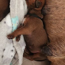 Black - Red wheaten male Rhodesian Ridgeback puppy in Vail, Arizona from Malibak Rhodesians