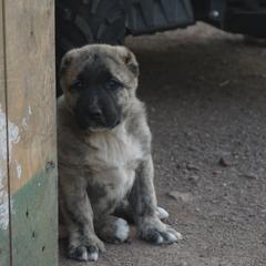 Girl 3 - Gray Armenian Gampr puppy in Neenach, California from Mustang Ranch