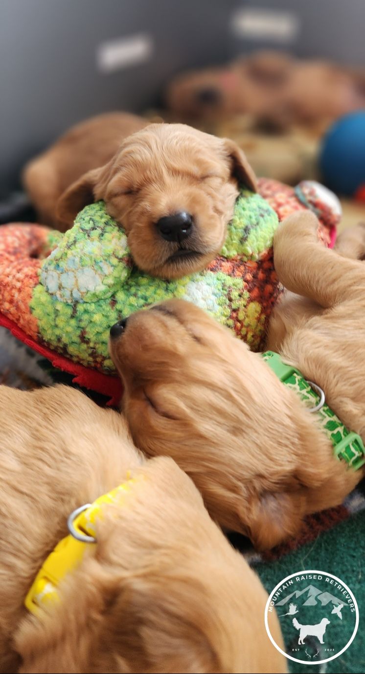Golden Retriever Puppies from Mountain Raised Retrievers