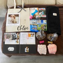 Cavalier King Charles Spaniel Puppies from CK Cavaliers