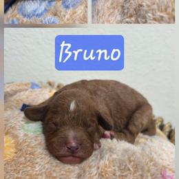 Bruno - Red  male Goldendoodle puppy in Palestine, Texas from KK's Doodle Bunch
