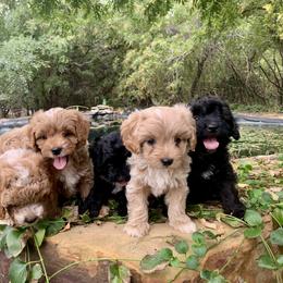 Cavapoo, Cockapoo, Goldendoodle, and Maltipoo Puppies from Perdue Puppies
