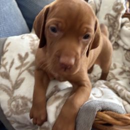 Vizsla Puppies from Foxfire Vizslas