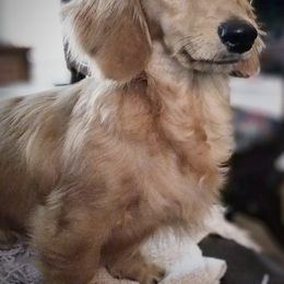 Dachshunds from Dachshund Hall