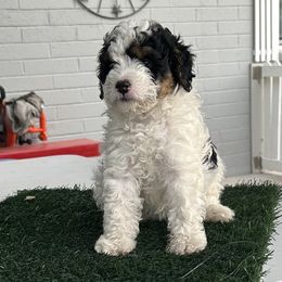 Lilly - Black and white female Bernedoodle puppy in Mesa, Arizona from R & J Doodles