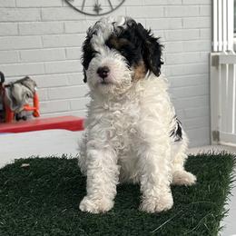 Lilly - Black and white female Bernedoodle puppy in Mesa, Arizona from R & J Doodles