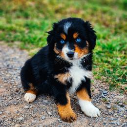 Full Tail - Sonnet - Black tri Miniature Australian Shepherd puppy in Mc Alester, Oklahoma from Angel's Aussies