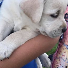 Labrador Retriever Puppies from Gifford Ranch Labradors
