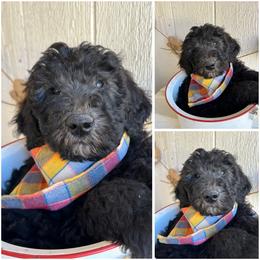 Marty - Black male Whoodle puppy in Smallett, Missouri from Leshas Whoodles