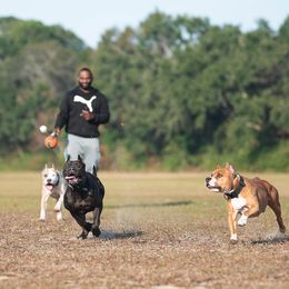 American Pit Bull Terriers from Alpha Alliance Kennels
