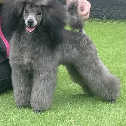 Poodle Puppies from Makays poodles